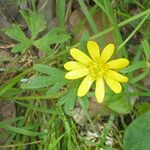 Ranunculus orthorhynchus 花