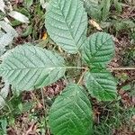Handroanthus albus Leaf