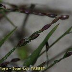 Digitaria ischaemum Flower