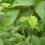 Betula ermanii Foglia