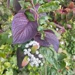 Cornus sericea Leaf