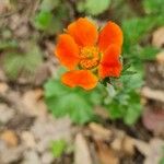 Geum coccineumКветка