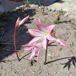 Amaryllis belladonnaFlower