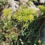 Crithmum maritimumList