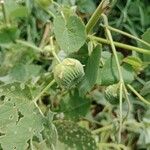 Abutilon hirtum Plod