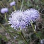 Globularia vulgaris Fula