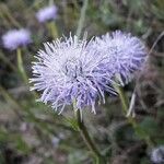 Globularia vulgaris Fleur