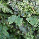 Hymenophyllum polyanthos Folla