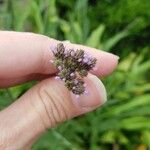 Verbena brasiliensis Blüte