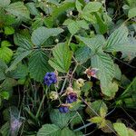 Rubus caesius Gyümölcs
