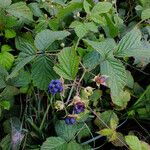 Rubus caesius ഫലം