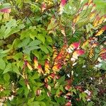 Ipomoea lobata പുഷ്പം