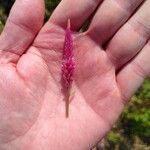 Celosia argenteaFlower