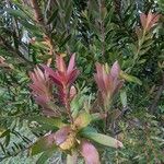 Leucadendron salignum ᱥᱟᱠᱟᱢ