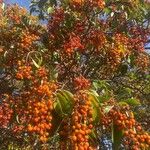 Arbutus menziesiiFruit