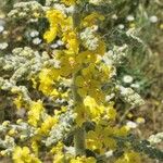 Verbascum pulverulentum花