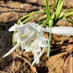 Pancratium maritimum Flower