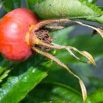 Rosa blanda Fruit