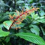 Palicourea guianensis 花
