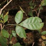 Trichilia trifolia Leaf