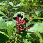 Rauvolfia serpentina Ffrwyth