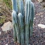 Pilosocereus leucocephalus Flower