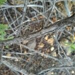 Lavandula canariensis Bark