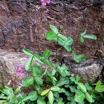 Desmodium incanum Natur