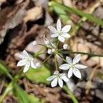 Allium subhirsutum Flors
