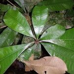 Englerophytum oblanceolatum Leaf