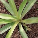 Agave sisalana Leaf