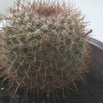 Ferocactus cylindraceus Leaf