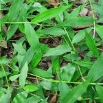 Arthraxon hispidus Hoja