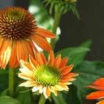 Echinacea purpurea موطن