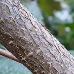 Corylus maxima Bark