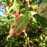 Euonymus europaeus Blatt