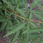 Vitex agnus-castus Blatt