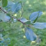 Salix myrsinifolia Habit