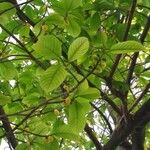 Artocarpus lacucha