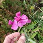 Lathyrus latifoliusBloem