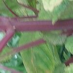 Plectranthus fruticosus Rinde