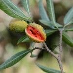 Tabernaemontana catharinensis Frukt