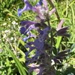 Nepeta grandiflora Flor