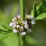 Lycopus europaeus Flower