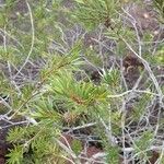 Melaleuca gnidioides عادت داشتن