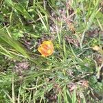 Linum rigidum Flower