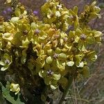 Verbascum speciosum Blüte