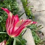 Tulipa grengiolensis Flower