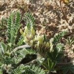 Astragalus nitidiflorus Blomst
