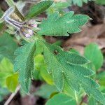 Phacelia bipinnatifida Folha